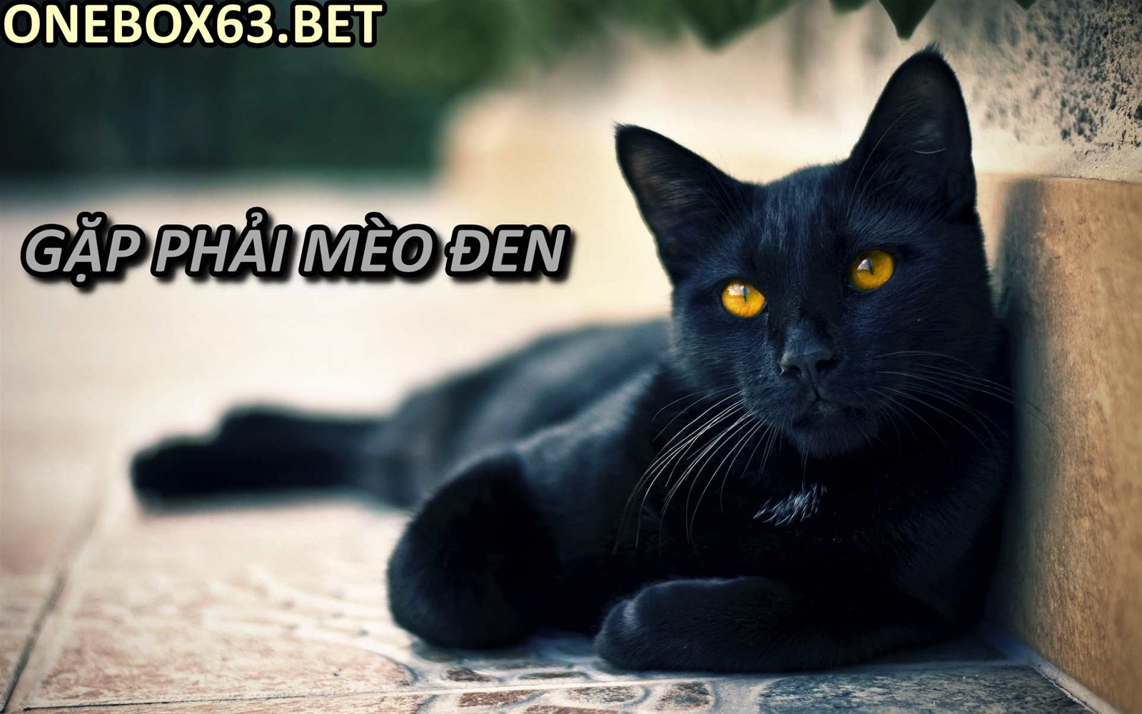 Gặp phải mèo đen
